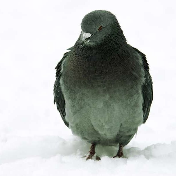 Pigeon in ice